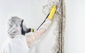 Best Attic Mold Removal  in Harb, OR